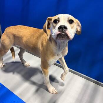 Opal KCAC #643.26 -  Boxer and Mixed Breed Dog for Adoption in Kerrville, Texas - Opal KCAC #643.26 | PetCurious