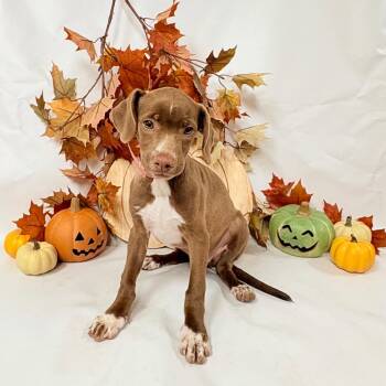 1123 (2026) Riley -  Pit Bull Terrier and Mixed Breed Dog for Adoption in Parker, Colorado - 1123 (2026) Riley | PetCurious