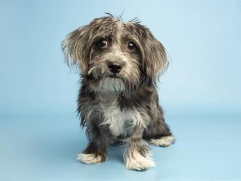 Yorkshire Terrier Dogs Available for Adoption in Phoenix, Arizona - BRUZEE | PetCurious