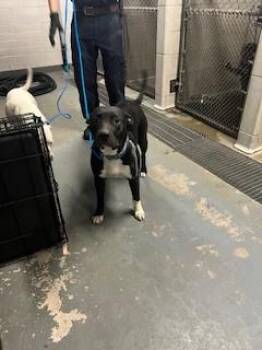 Pit Bull Terrier Dogs Available for Adoption in Stockton, California - ZEUS | PetCurious