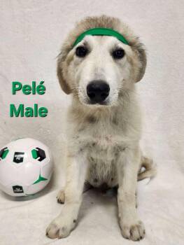 Johnny the Anatolian Shepherd puppy -  Anatolian Shepherd and Great Pyrenees Dog for Adoption in Muskego, Wisconsin - Johnny The Anatolian Shepherd Puppy | PetCurious