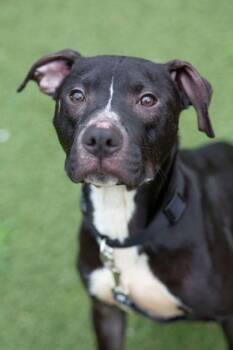 Perry Pig -  Mixed Breed Dog for Adoption in West Chester, Pennsylvania - Perry Pig | PetCurious