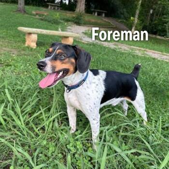 Foreman -  Beagle Dog for Adoption in Oak Ridge, Tennessee - Foreman | PetCurious