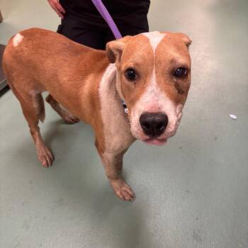 Athens -  Mixed Breed Dog for Adoption in Memphis, Tennessee - Athens | PetCurious