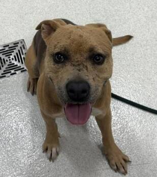 Coco -  Pit Bull Terrier and Mixed Breed Dog for Adoption in Honolulu, Hawaii - Coco | PetCurious