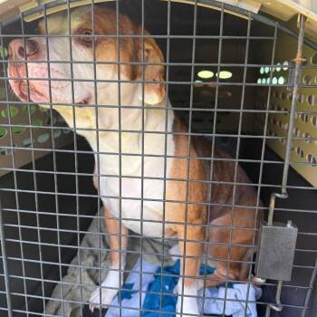 Tank -  Mixed Breed Dog for Adoption in Huntington, West Virginia - Tank | PetCurious