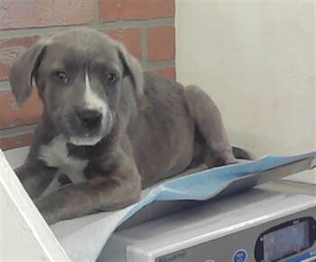 Labrador Retriever and Mixed Breed Dogs Available for Adoption - KYSON | PetCurious