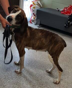 Sabrina -  Plott Hound and Mixed Breed Dog for Adoption in Georgetown, Ohio - Sabrina | PetCurious