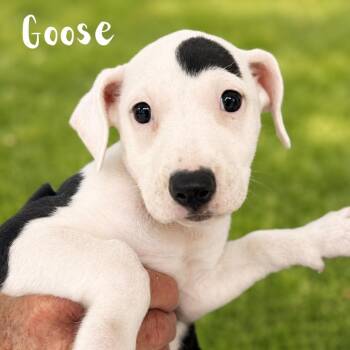 Goose -  Pit Bull Terrier Dog for Adoption in St. Petersburg, Florida - Goose | PetCurious