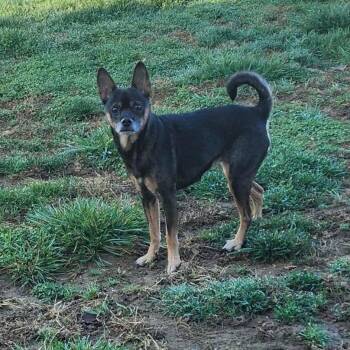 Lil Bit -  Chihuahua and Dachshund Dog Available for Adoption - Lil Bit | PetCurious