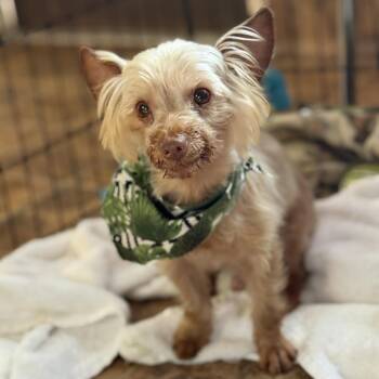 Rescue Silky Terrier Dogs for Adoption in Dawsonville, Georgia - Wookie | PetCurious