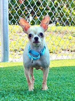 Chihuahua and Mixed Breed Dogs Available for Adoption in Cape Coral, Florida - Briar | PetCurious