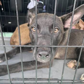 0863-D26 -  Husky and Mixed Breed Dog for Adoption in Port Charlotte, Florida - 0863-D26 | PetCurious