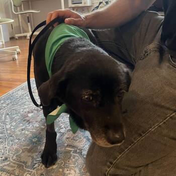 Black Labrador Retriever Dogs Available for Adoption in San Antonio, Texas - Violet | PetCurious