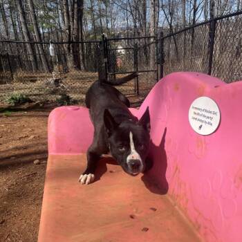 Husky and American Staffordshire Terrier Dogs Available for Adoption in Roanoke, Virginia - Oreo | PetCurious