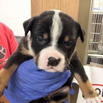 TX4166 Bennie -  Terrier and Mixed Breed Dog for Adoption in Port Washington, New York - TX4166 Bennie | PetCurious