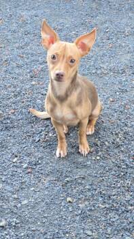 Kaylee -  Chihuahua Dog for Adoption in Portland, Oregon - Kaylee | PetCurious