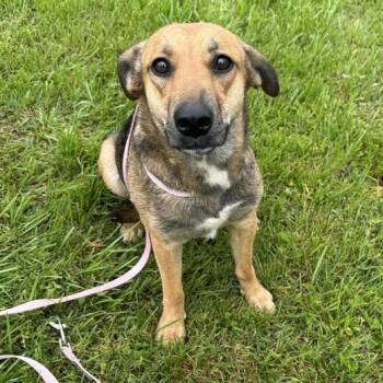 Tessa -  Shepherd Dog Available for Adoption in Washington, Pennsylvania - Tessa | PetCurious