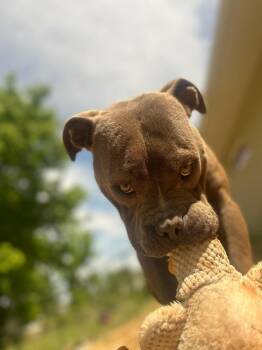 Staffordshire Bull Terrier and Mixed Breed Dogs Available for Adoption in Athens, Alabama - SLATE | PetCurious