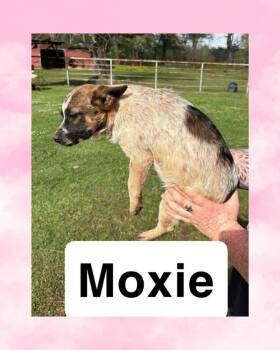 Australian Cattle Dog Blue Heeler Dogs Available for Adoption - Moxie | PetCurious