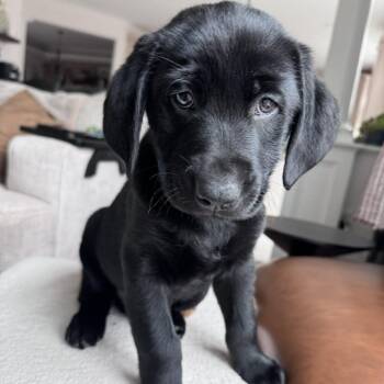 Black Labrador Retriever and German Shepherd Dog Dogs Available for Adoption - Seamus | PetCurious