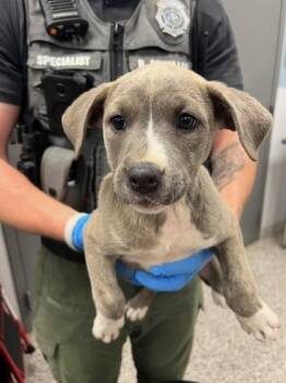 Pit Bull Terrier and Mixed Breed Dogs Available for Adoption in Gastonia, North Carolina - Holley | PetCurious