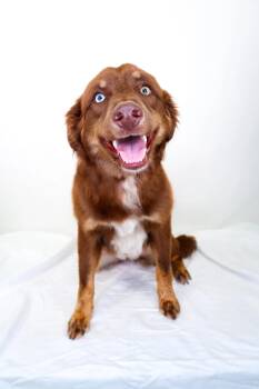Nexus -  Australian Shepherd Dog Available for Adoption in Bixby, Oklahoma - Nexus | PetCurious