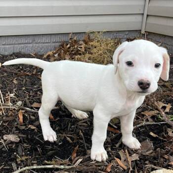 Mixed Breed Dogs Available for Adoption - Robbie | PetCurious