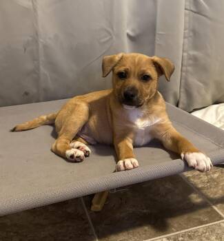 Mixed Breed Dogs Available for Adoption in Cheektowaga, New York - Jerry | PetCurious