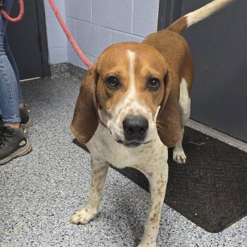 Kercheck 26-0510 -  Hound Dog for Adoption in Yanceyville, North Carolina - Kercheck 26-0510 | PetCurious