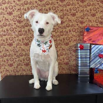 Denim -  Great Pyrenees and Border Collie Dog for Adoption in Abbotsford, British Columbia - Denim | PetCurious