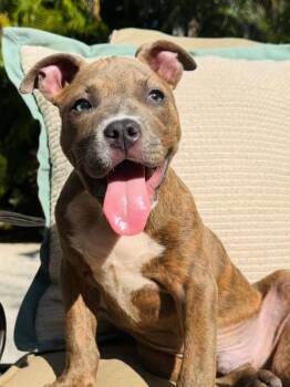 Mixed Breed Dogs Available for Adoption - Marley | PetCurious