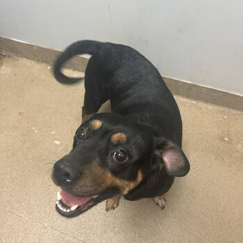 Jenga -  Mixed Breed Dog for Adoption in Chattanooga, Tennessee - Jenga | PetCurious
