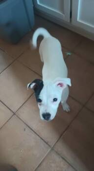 Chihuahua and Terrier Dogs Available for Adoption in Fort Payne, Alabama - Duke | PetCurious