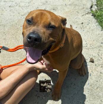 Pit Bull Terrier Dogs Available for Adoption in Roanoke, Virginia - Bailey | PetCurious