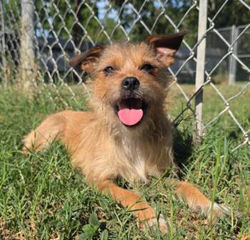Lizzie -  Yorkshire Terrier and Chihuahua Dog for Adoption in Manvel, Texas - Lizzie | PetCurious