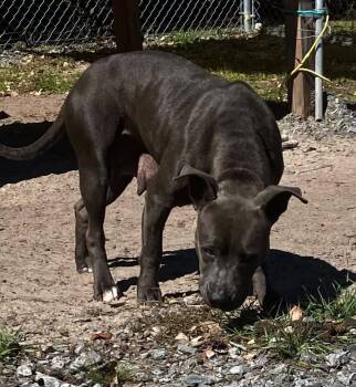 Dolly P -  Pit Bull Terrier Dog for Adoption in Lakeland, Georgia - Dolly P | PetCurious