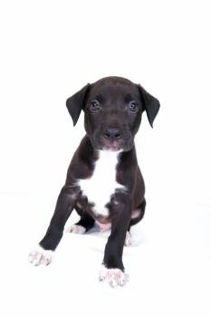 Kamikaze -  Terrier Dog Available for Adoption in Bixby, Oklahoma - Kamikaze | PetCurious