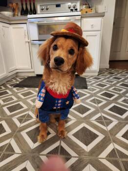 Cavalier King Charles Spaniel and Poodle Dogs Available for Adoption in Georgetown, Kentucky - Buddy | PetCurious