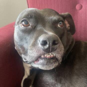 Yara -  Pit Bull Terrier and Mixed Breed Dog for Adoption in Colorado Springs, Colorado - Yara | PetCurious