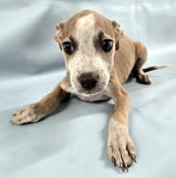Autumn -  Labrador Retriever and Mixed Breed Dog for Adoption in Morton Grove, Illinois - Autumn | PetCurious