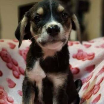 Aria -  Labrador Retriever and Mixed Breed Dog for Adoption - Aria | PetCurious