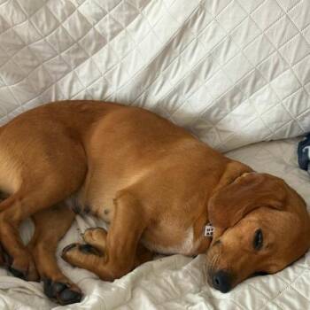 Stevie Nicks -  Retriever and Hound Dog for Adoption in Fairfax Station, Virginia - Stevie Nicks | PetCurious