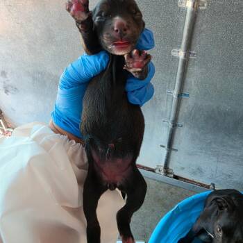 Suz 9 -  Boston Terrier and Mixed Breed Dog for Adoption in Edinburg, Texas - Suz 9 | PetCurious