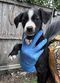 Lacoste -  Border Collie and Labrador Retriever Dog for Adoption in Bull Valley, Illinois - Lacoste | PetCurious