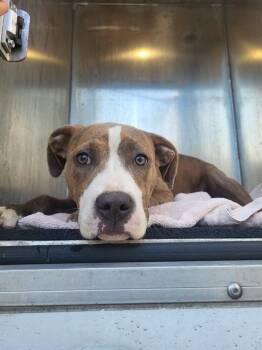 American Staffordshire Terrier Dogs Available for Adoption in San Antonio, Texas - MARIA | PetCurious