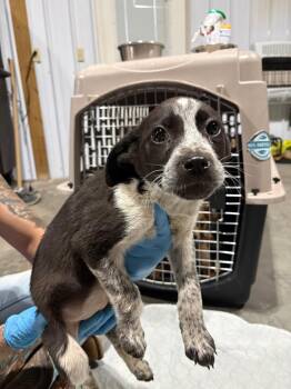 Bravery -  Australian Cattle Dog Blue Heeler Dog for Adoption in Bolivar, Missouri - Bravery | PetCurious