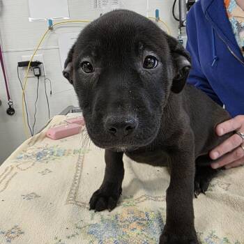 Pit Bull Terrier Dogs Available for Adoption - Willa | PetCurious