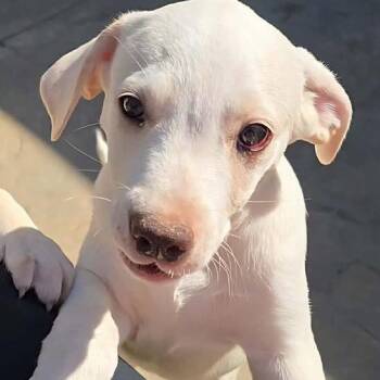 Labrador Retriever Dogs Available for Adoption in Grand Bay, Alabama - Monty | PetCurious