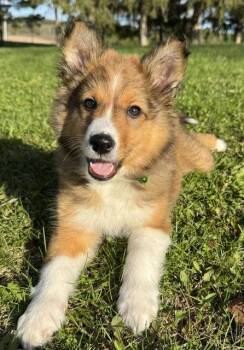 Australian Shepherd Dogs Available for Adoption in North Prairie, Wisconsin - **KARLEE* | PetCurious